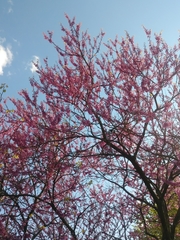 Cercis canadensis