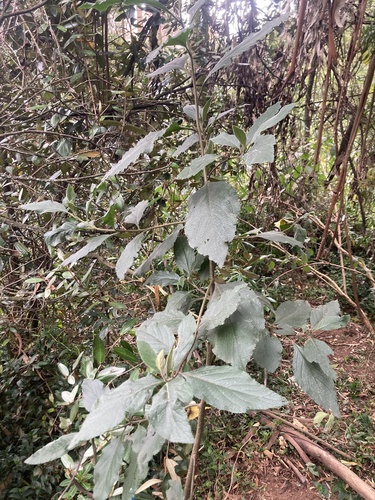 Varronia cylindristachya