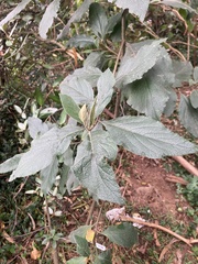 Varronia cylindristachya, photograph (c) julianazuluaga-carrero, some rights reserved (CC BY-SA)