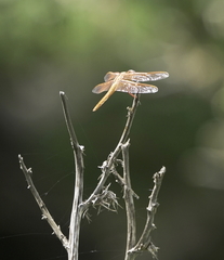 Libellula saturata