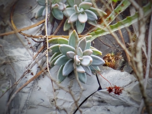 Pachyphytum werdermannii Poelln.