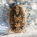 New Zealand Burrowing Isopod - Photo (c) Ken-ichi Ueda, some rights reserved (CC BY), uploaded by Ken-ichi Ueda