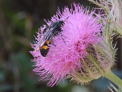 Pygodasis quadrimaculata
