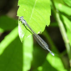Enallagma divagans