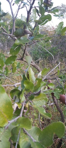 Mobola Plum