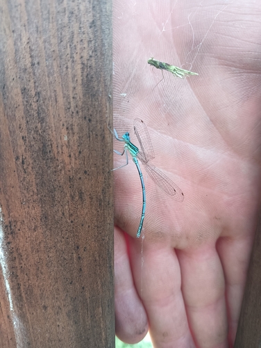 Blue Featherleg
