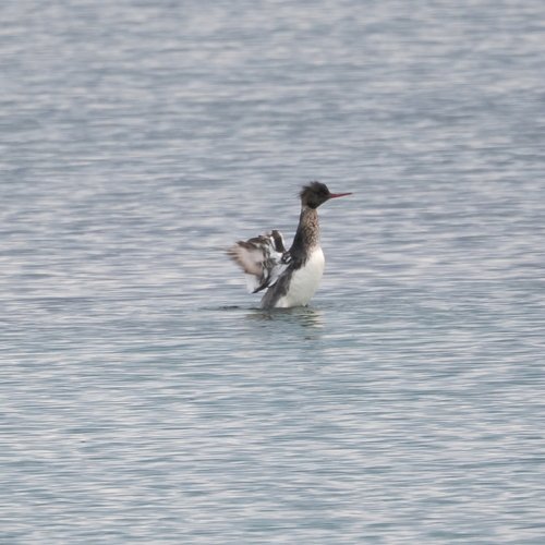 Red-breasted Merganser