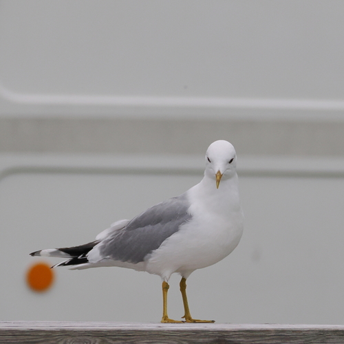 Common Gull