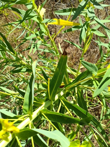 Euphorbia lucida, photograph 2