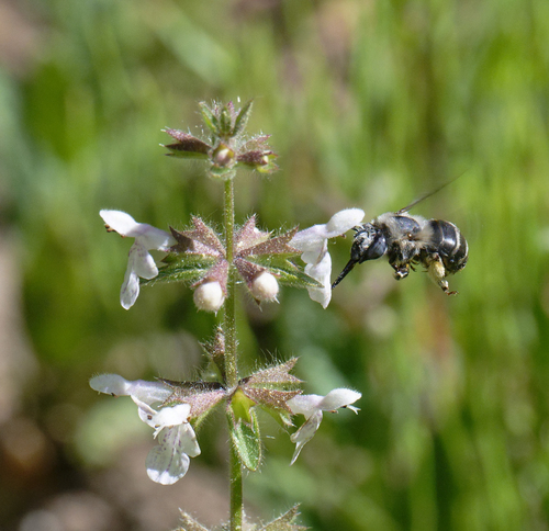 iNaturalist observation photo of Urbane Digger Bee