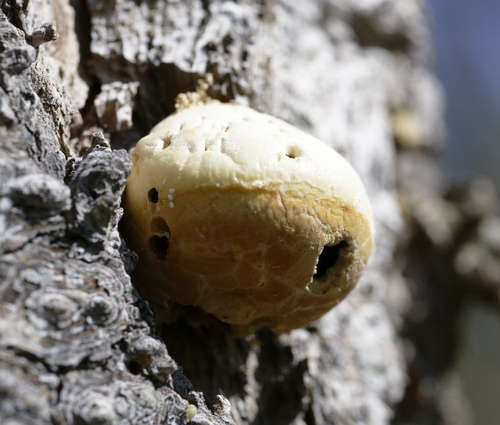 iNaturalist observation photo of Veiled Polypore