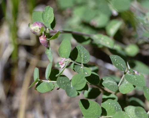 iNaturalist observation photo of snowberries