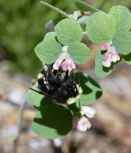 iNaturalist observation photo of Yellow-faced Bumble Bee