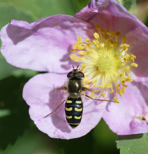 iNaturalist observation photo of Lapposyrphus