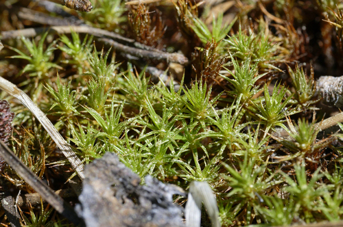 iNaturalist observation photo of haircap mosses