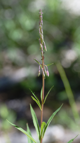 iNaturalist observation photo of fireweed