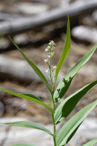iNaturalist observation photo of mayflowers and false Solomon's seals