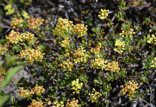 iNaturalist observation photo of sulfur buckwheat