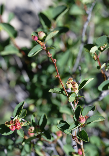 iNaturalist observation photo of Utah Serviceberry