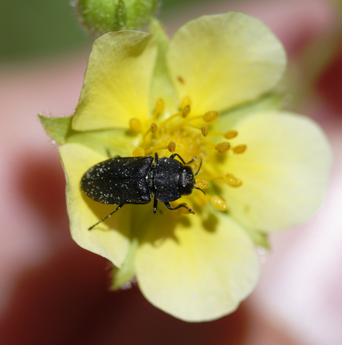 iNaturalist observation photo of Melanthaxia