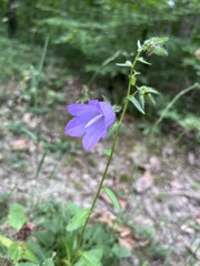 Campanula komarovii, photograph (c) Наталья Пикалова, some rights reserved (CC BY)