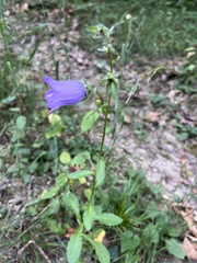 Campanula komarovii, photograph (c) Наталья Пикалова, some rights reserved (CC BY)