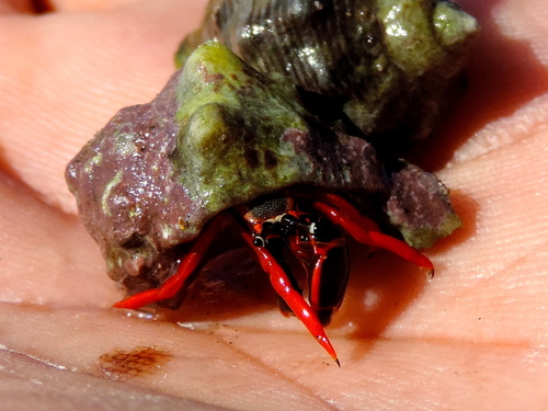 Calcinus californiensis