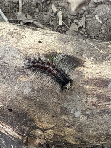 Spongy Moth