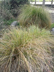 Carex virgata