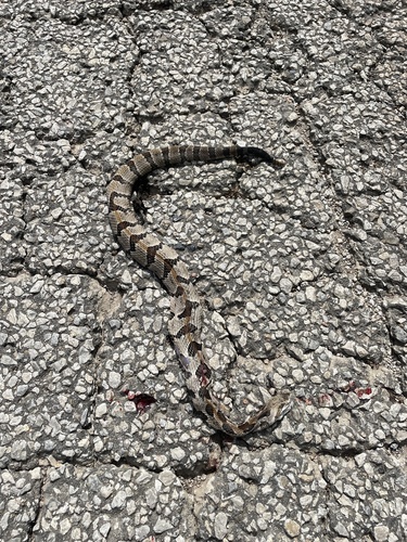 Timber Rattlesnake