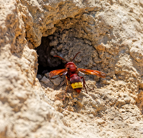 Oriental Hornet