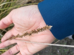 Carex virgata
