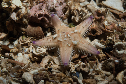Astropecten irregularis