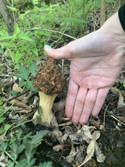 Morchella esculenta