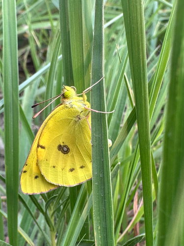 Orange Sulphur