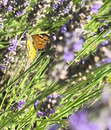 Vanessa cardui