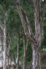 Melaleuca cajuputi cumingiana