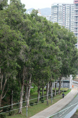 Melaleuca cajuputi cumingiana