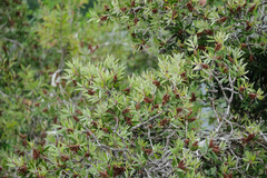 Melaleuca cajuputi cumingiana