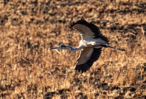 Black-headed Heron