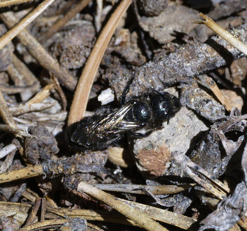 iNaturalist observation photo of Small Mason Bees