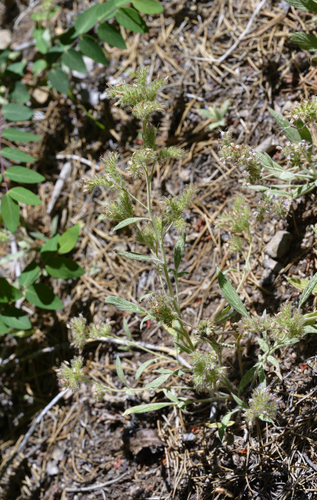 iNaturalist observation photo of Scorpionweeds