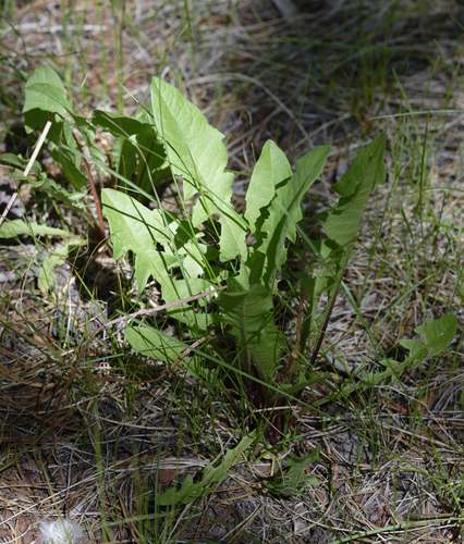 iNaturalist observation photo of chicories, dandelions, and allies