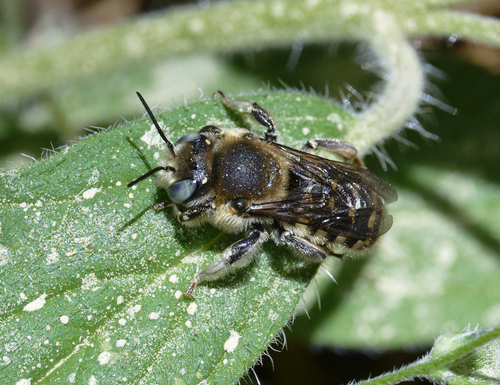 iNaturalist observation photo of Mason, Leafcutter, Carder, and Resin Bees