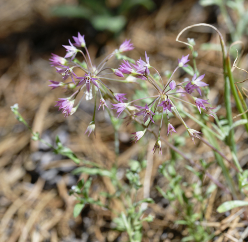 iNaturalist observation photo of onions