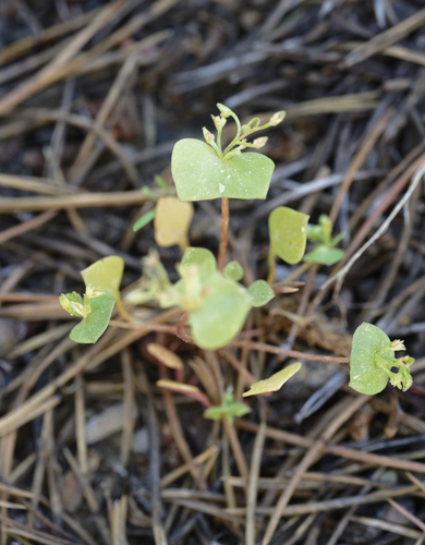iNaturalist observation photo of spring beauties
