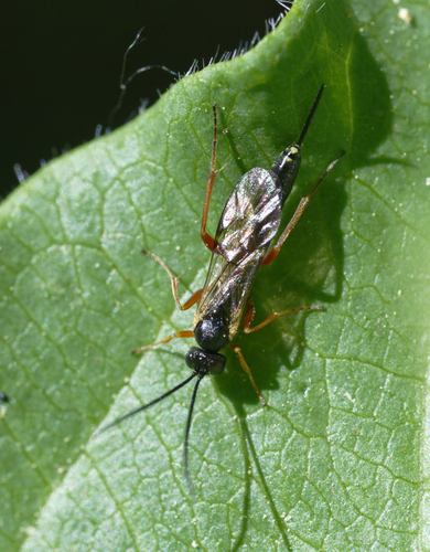 iNaturalist observation photo of Ichneumonid Wasps