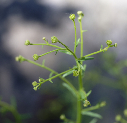 iNaturalist observation photo of western rayless fleabane