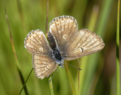 iNaturalist observation photo of Sierra Blue