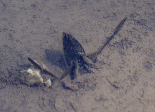 iNaturalist observation photo of Milky Backswimmers
